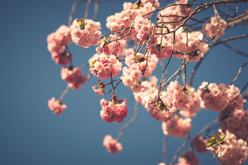 The beauty of the sakura cherry blossoms