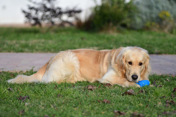 Fototapeta premium golden retriever playing
