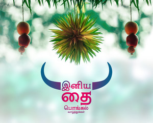 Happy Thai Pongal wishes in tamil, Harvest festival of india