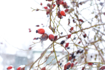 Winter, rosehip bush in the snow a