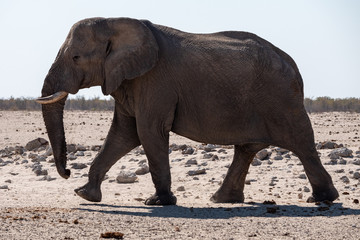 Fototapeta na wymiar Walking Elephant in Etosha National Park, Namibia
