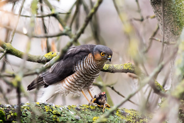 Falcon with prey close-up on a tree in the wild.