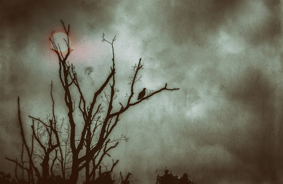 tree in fog