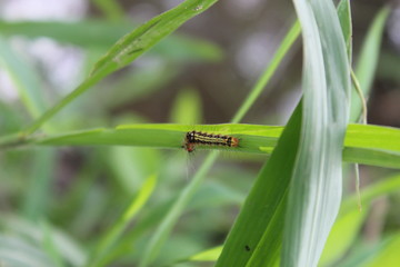 A view of hairy caterpillars eating green leaves