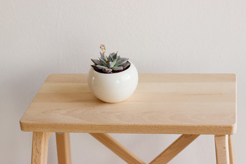 Succulent in a ceramic white pot stands on a wooden table.