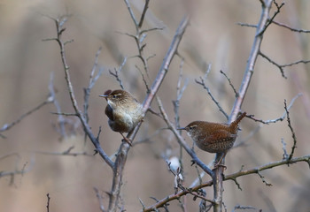 Two Wrens on the branches of the thorn...