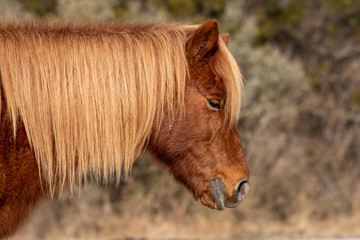 A chestnut colored wild pony closeup with a meadow slightly blurrred beyond it at Assateague Island in Ocean City, Maryland