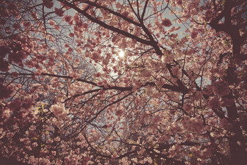 The beauty of the sakura cherry blossoms