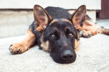 Close-up photo of depressed German shepherd dog in animal shelter. Dog health, animals protection