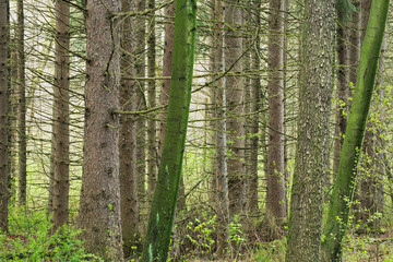 Fototapeta na wymiar Landscape of spring woodland, Kellogg Forest, Michigan, USA