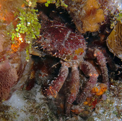 West Indian Spiny Spider Crab (Mithrax spinosissimus)