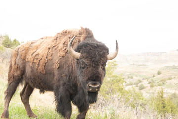 Buffalo