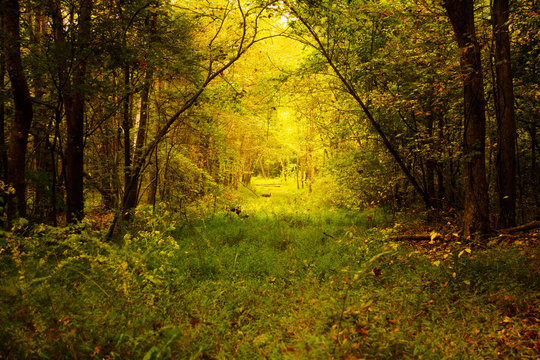 autumn in the forest
