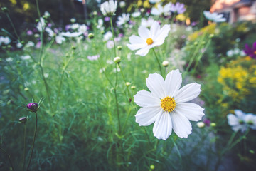 A white flower in a green background