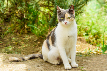 hermoso gatos en la naturaleza