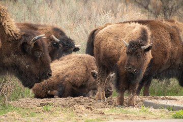 Fototapeta premium Buffalo