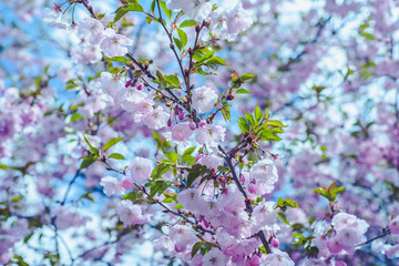 The beauty of the sakura cherry blossoms