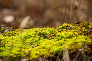 Waldweg und Spaziergang im Mecsek Gebirge in Pécs/Ungarn