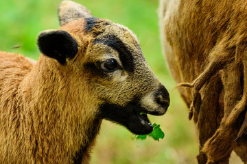Fototapeta premium ovejas pastorenado