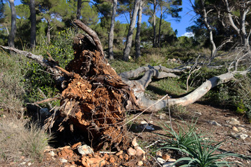 Pino caído en el bosque tras tormenta