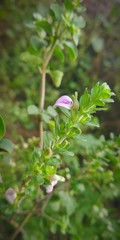 Obraz premium nature Flowers