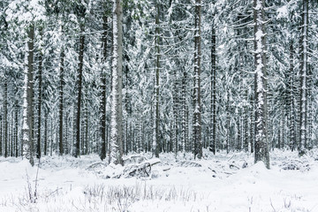 Schneebedeckte Fichten im Thüringer Wald