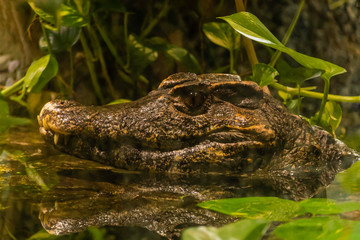 Alligator portrait floating in sun