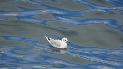 Gaviota disfrutando del agua