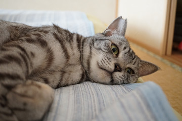 布団に寝そべるサバトラ猫