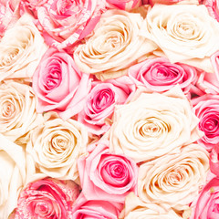 Background of beautiful delicate roses