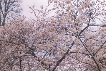 The beauty of the sakura cherry blossoms