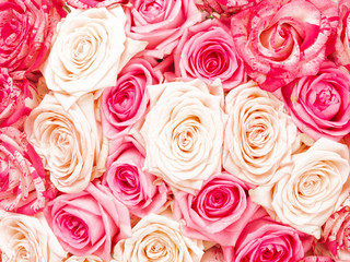 Background of beautiful roses