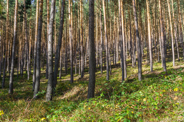 Kiefernwald in Thüringen