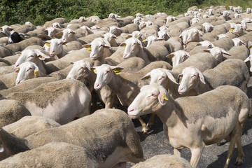 Fototapeta premium France; Larzav. Aveyron. Troupeau de moutons et de brebis se dépaçant. Flock of sheep and sheep moving away.