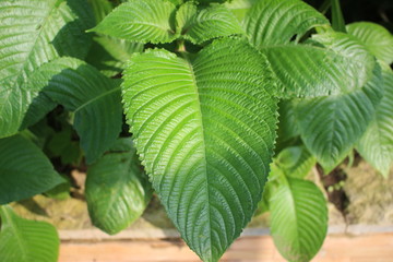 closeup of green leaves