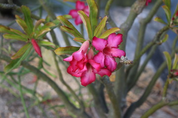 pink flowers in the garden