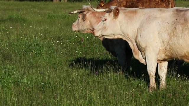 Charolais breed cattle slowly walking. Sunny day in organic farming pasture.