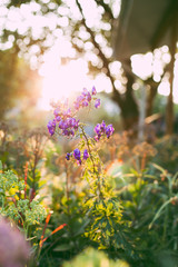 Delphinium Flower in the Garden.
