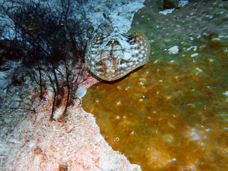 A Yellow Stingray (Urobatis jamaicensis)