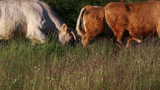 Organic farming cattle herd in natural grassland