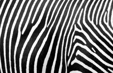 Naklejka na ściany i meble Zebra Stripes Background Pattern Black and White Animal Print