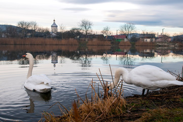 white swans on an autumn lake on a sunny day