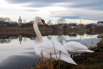 white swans on an autumn lake on a sunny day