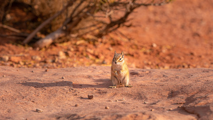 Cute chipmunk at sunrise sitting on a rock at Mesa Arch in Utah