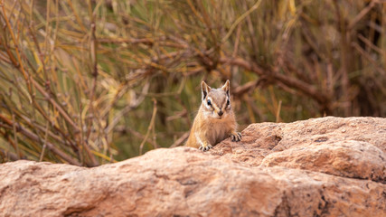 Chipmunk sitting on a rock at Arches National Park in Utah