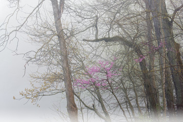 Fototapeta na wymiar Spring redbud in bloom along foggy Kalamazoo River, Michigan, USA