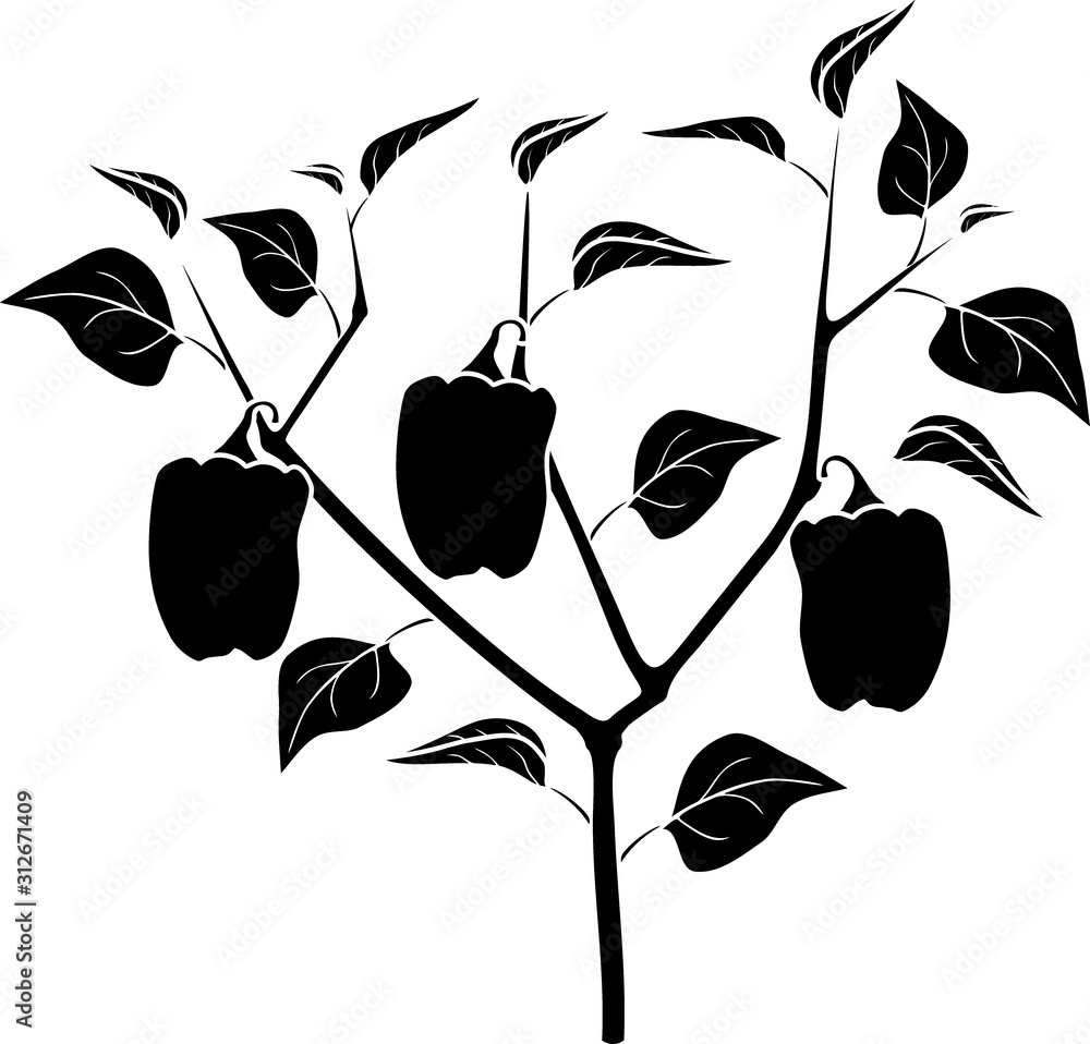 Wall mural Black silhouette of pepper plant with leaves and peppers. General view of plant isolated on white background