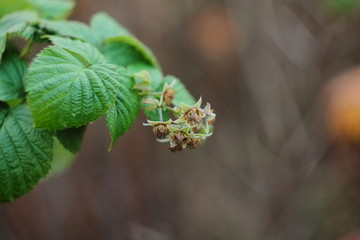 Blooming raspberry flowers close-up. In the spring raspberry bushes bloom and berries are formed