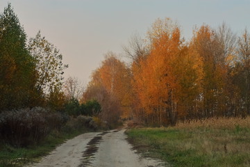 Obraz premium Rural road through the autumn forest. Trees with Golden leaves. a sandy road leads to the village