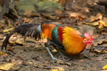 Red junglefowl